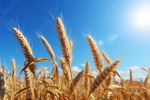  a close up of a wheat field with a bright blue sky in the background and a bright sun in the middle of the photo, with a few clouds in the foreground.