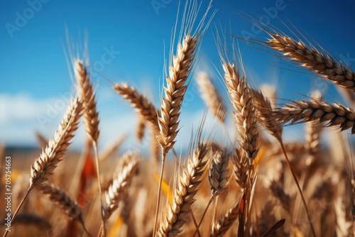  a close up of a field of wheat with a blue sky in the background of the picture and a few clouds in the sky in the background.
