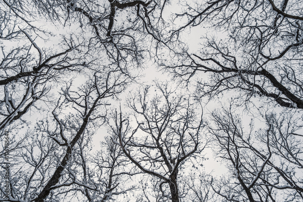 Winter forest, view from below. Leafless winter trees with snow on branches Winter forest, view from below. Leafless winter trees with snow on branches