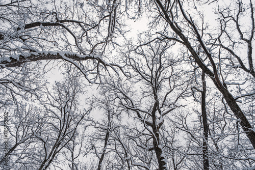 Winter forest, view from below. Leafless winter trees with snow on branches © Roberto Sorin
