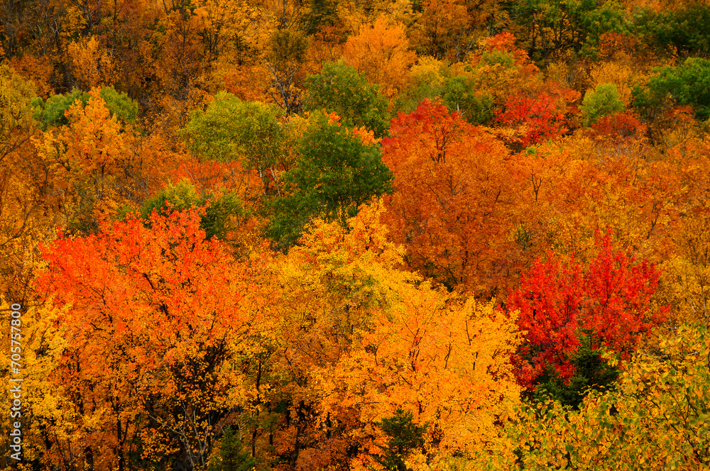 Hardwood Forest In Autumn, Siamese Ponds Wilderness Area, Adirondack Forest Preserve, New York