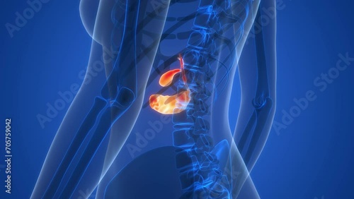 Human Internal Organs Pancreas with Gallbladder Anatomy Animation Concept photo