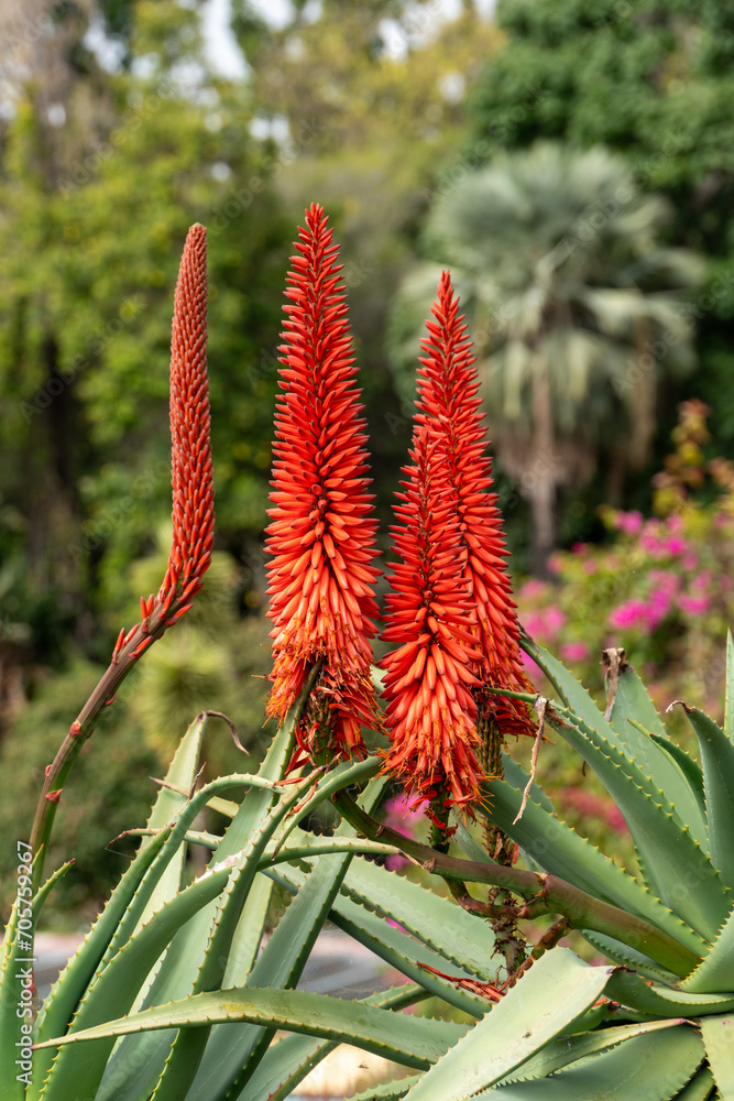 Tropical Plants in the botanical garden of funchal on Madeira Tropical Plants in the botanical garden of funchal on Madeira