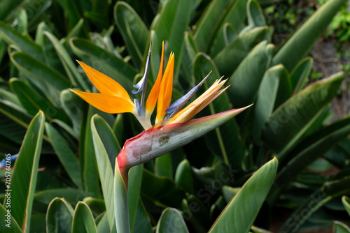 strelitzia in the botanical garden of funchal photo