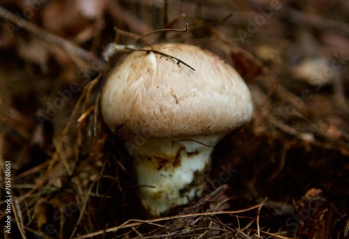 matsutake 松茸