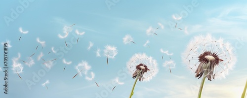 Floral banner with dandelions and fluff on blue sky background, copy space