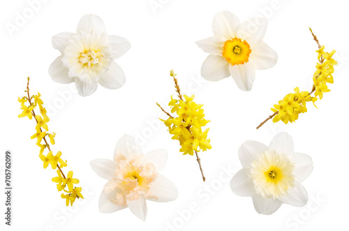 Fotografía Set of different daffodil and forsythia flowers isolated on white background