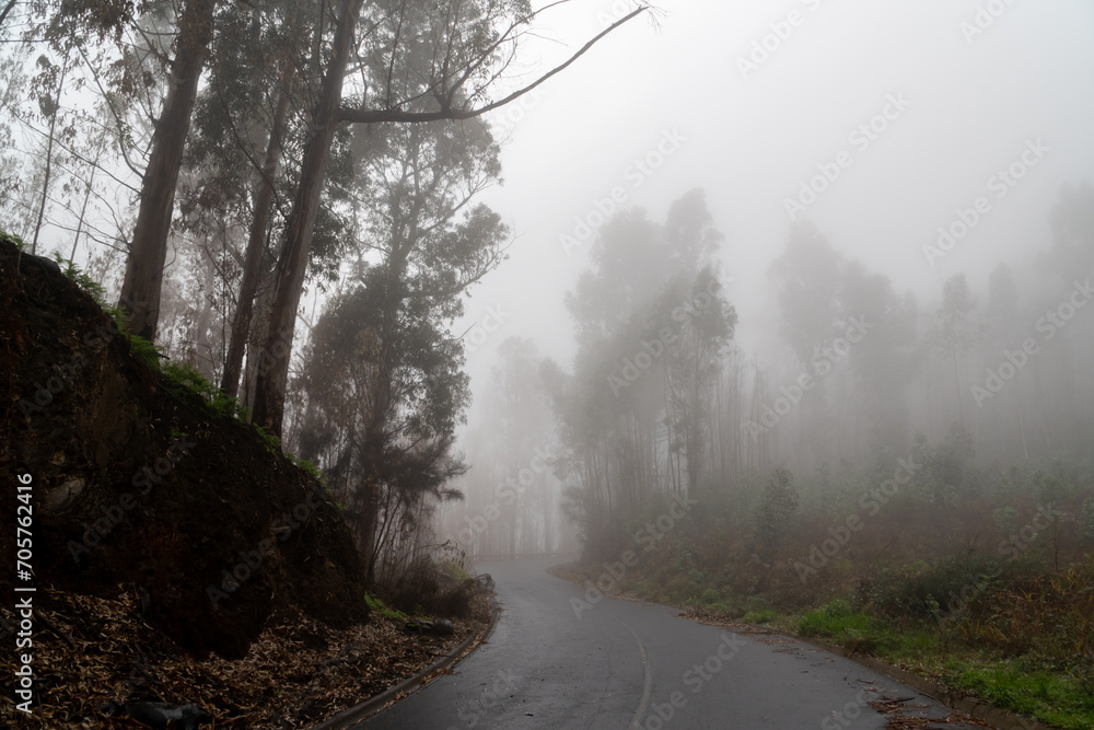 Obraz premium Foggy street trough an eucalyptus forest