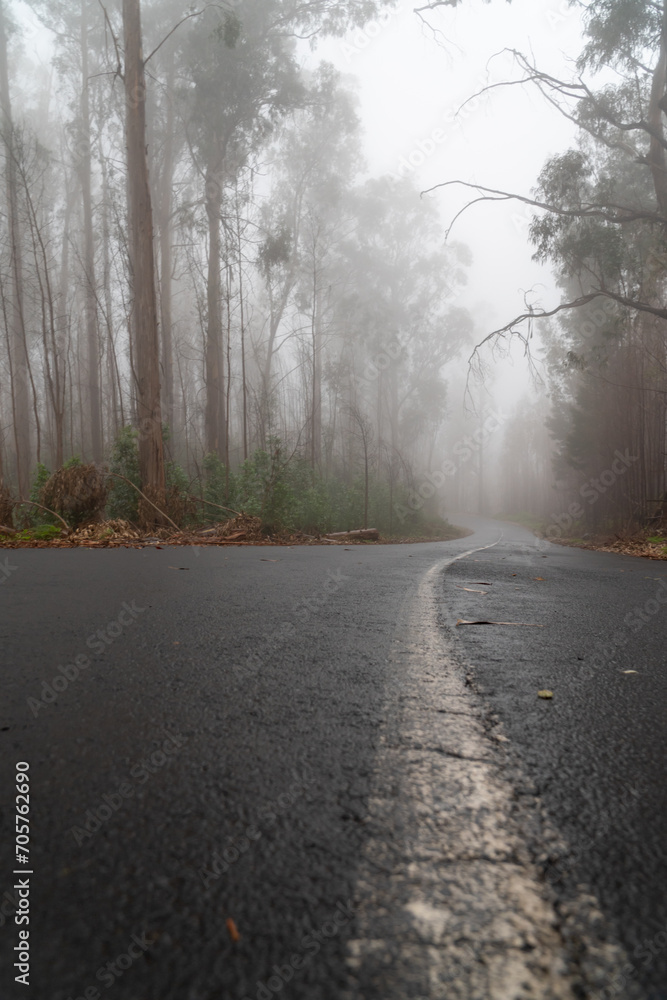 Foggy street trough an eucalyptus forest