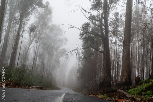 Foggy street trough an eucalyptus forest