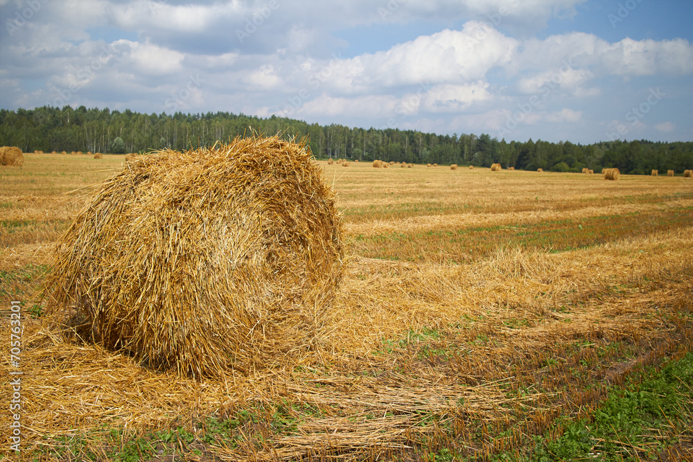 rolling haystack and wheat on farmer field rolling haystack and wheat on farmer field