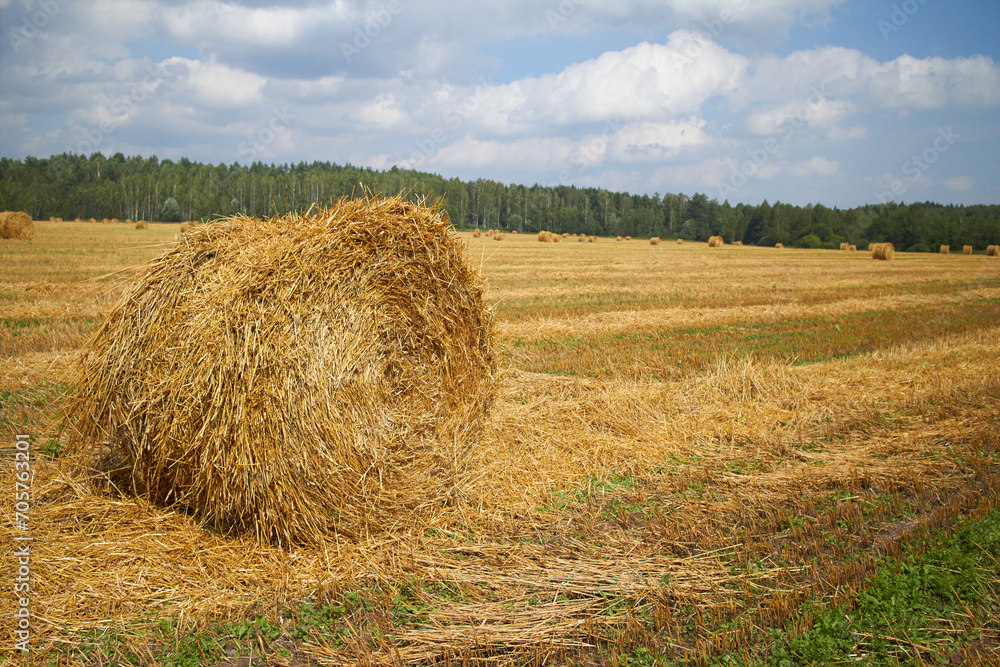 rolling haystack and wheat on farmer field