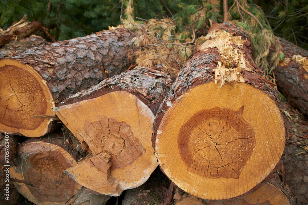 Close-up of a pile of birch trunks. Close-up of a pile of birch trunks.