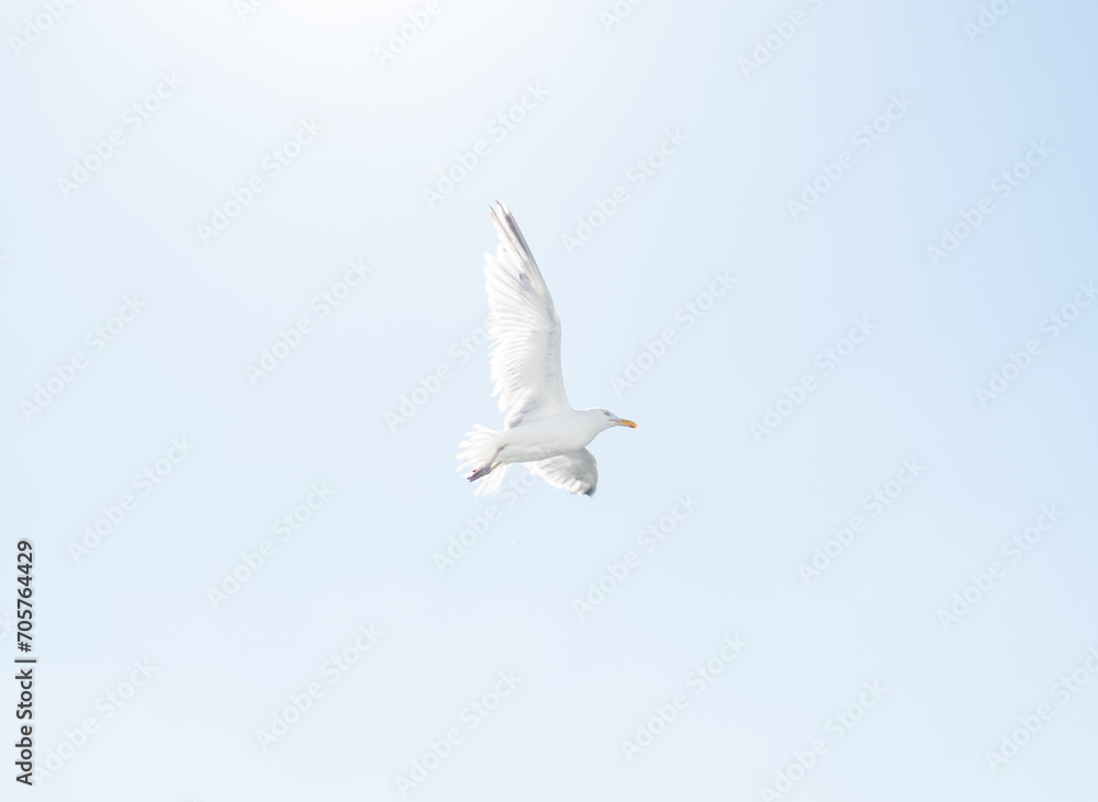 Seagull with its wings spread open mid flight. Glowing from the sunlight, large bird gull