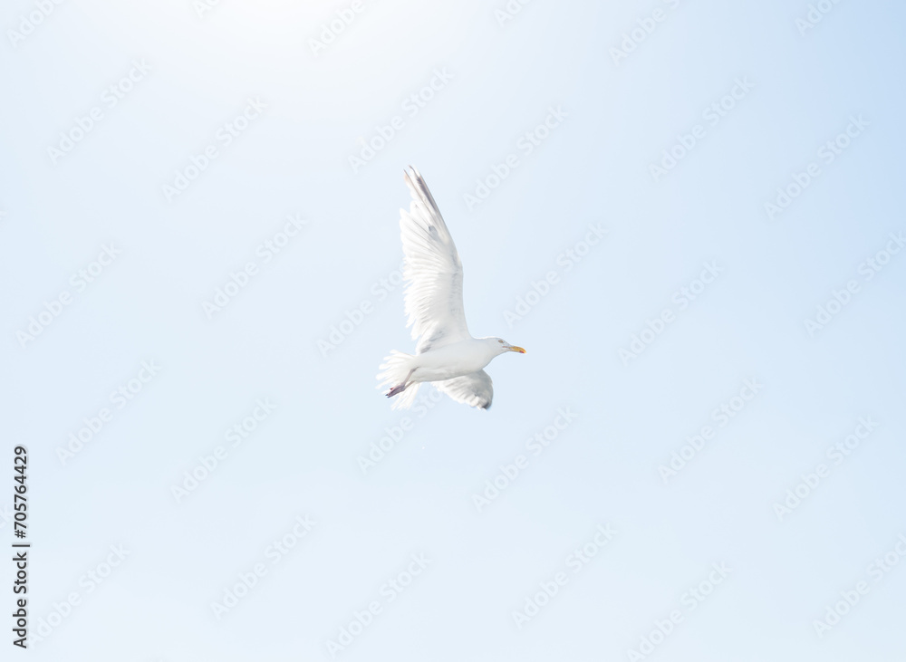 Seagull with its wings spread open mid flight. Glowing from the sunlight, large bird gull Seagull with its wings spread open mid flight. Glowing from the sunlight, large bird gull