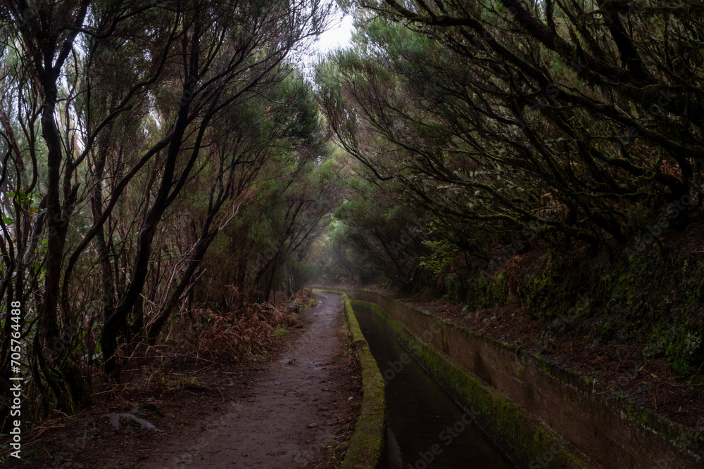 Obraz premium Levada on Madeira during a foggy day