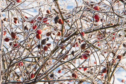 winterliches Durcheinander von Hecken-Rosenzweigen, eingefroren und voller roter Früchte photo