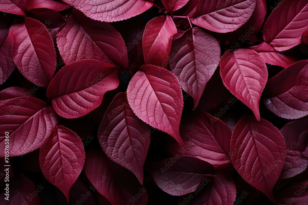  a close up of a bunch of red leaves with green leaves on the top of the leaves and the bottom part of the leaves on the bottom of the leaves.