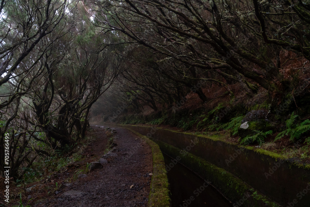 Obraz premium Levada on Madeira during a foggy day