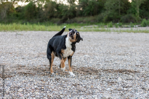 the dog shakes off. Happy Appenzeller Sennenhund with funny muzzle. wet Pet