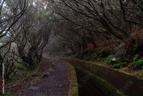 Levada on Madeira during a foggy day