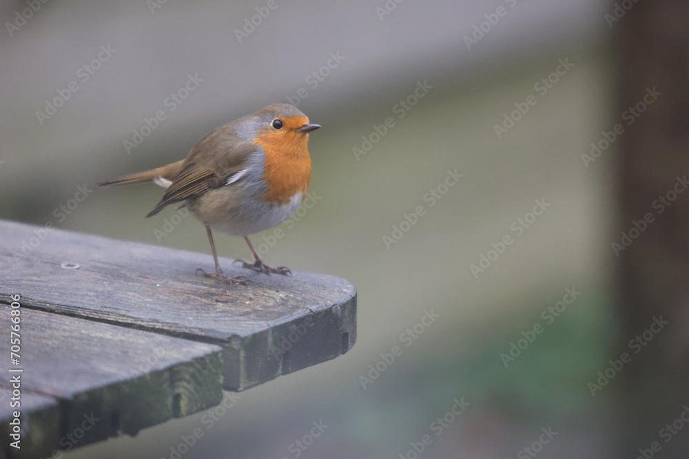 European robin perched on a wooden board European robin perched on a wooden board