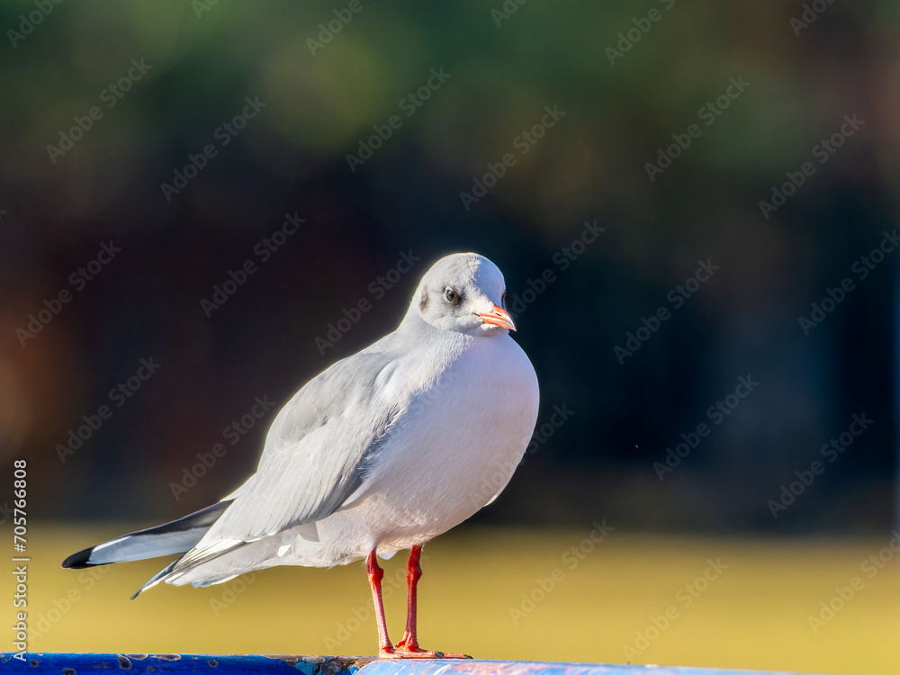 Fototapeta premium 手すりにとまるユリカモメ