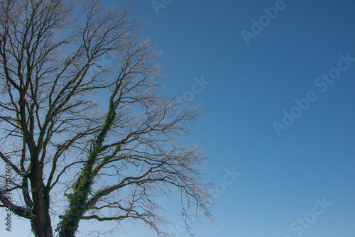 kahler, winterlicher alter Baum vor himmelblauem Firmament photo