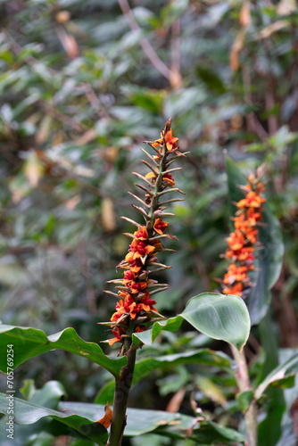 Blooming plants in the botanical garden in funchal at madeira © Niklas