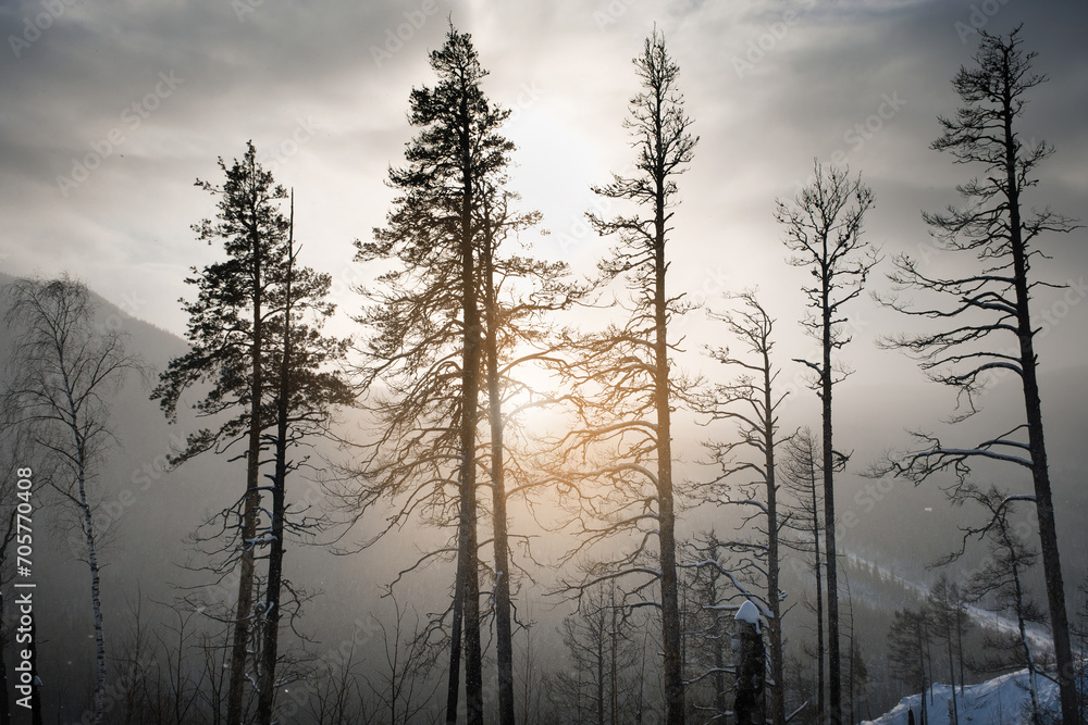 Winter trees in the mountains of the Southern Urals. Winter, December