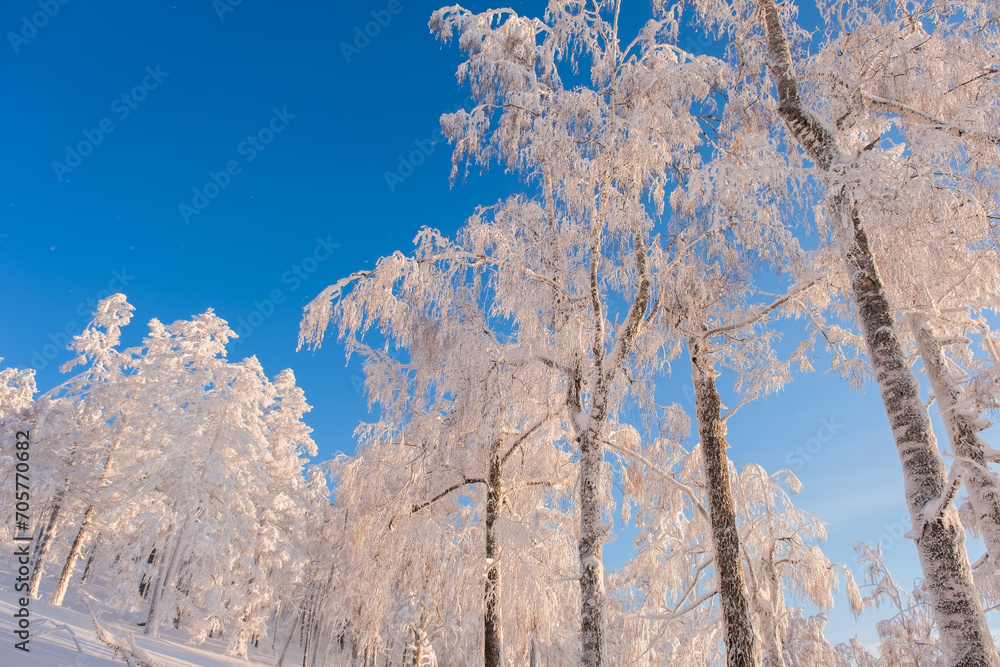 Winter snow-covered trees in the Ural mountains Winter snow-covered trees in the Ural mountains