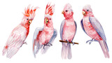 Pink cockatoo bird isolated. Watercolor hand-painted bird illustration for project, greeting card ,textile fabric print