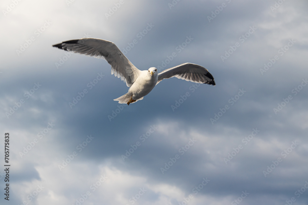 Seagulls, known as Seabird flying over the Greek shore at Aegean Sea, nearby Thessaloniki Seagulls, known as Seabird flying over the Greek shore at Aegean Sea, nearby Thessaloniki