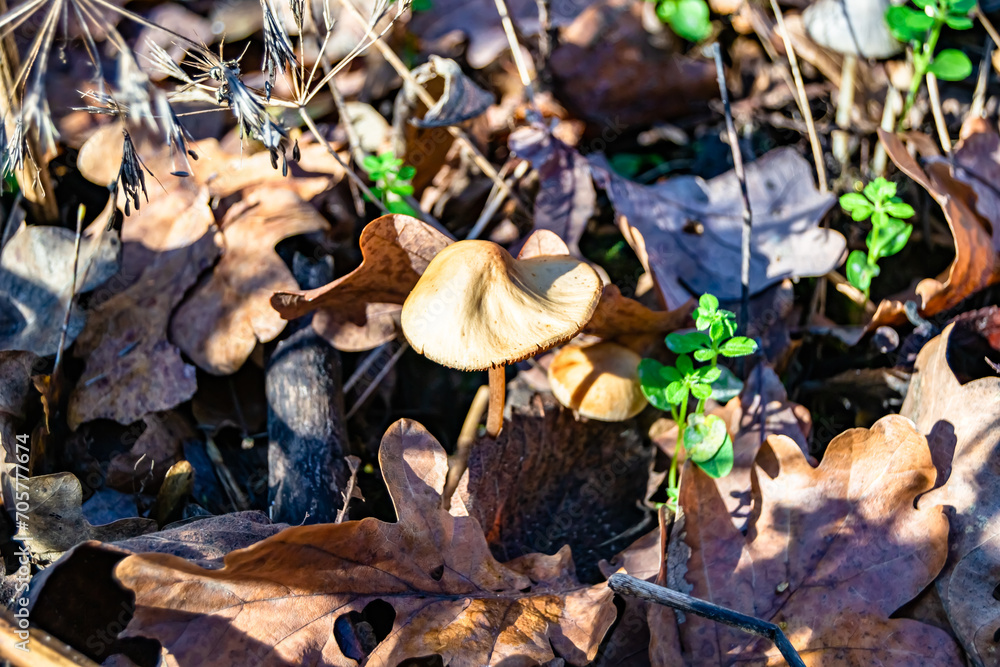 Fototapeta premium Photography to theme large beautiful poisonous mushroom in forest on leaves background