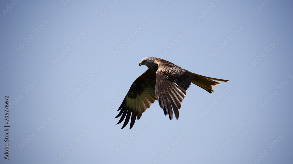 Red kites in the hills of Scotland Red kites in the hills of Scotland