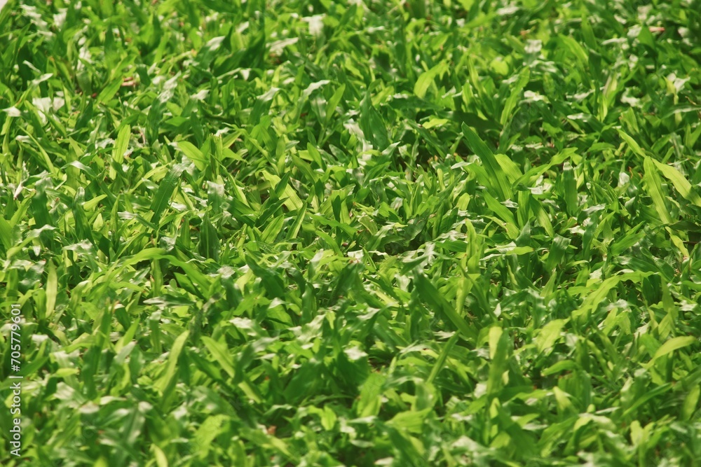 beautiful Top view green  grass
