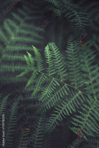 Natural fern wallpaper