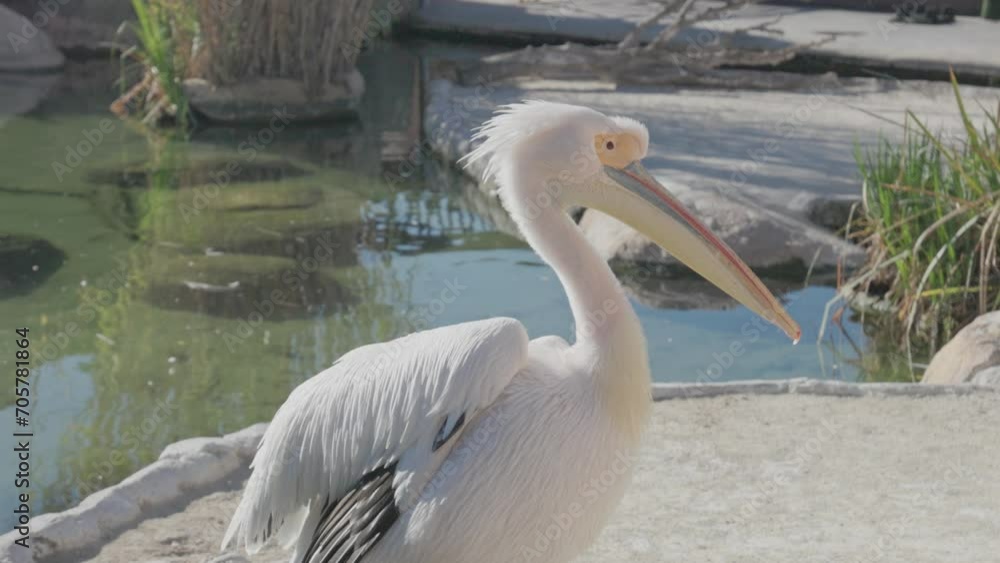 Slow motion videos of a bird swimming peacefully in a lagoon Slow motion videos of a bird swimming peacefully in a lagoon