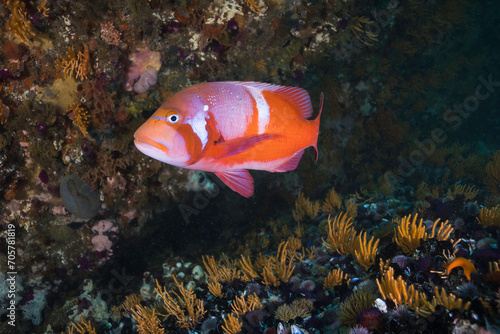 A bright coloured Red Roman or Seabream fish (Chrysoblephus laticeps) swimming by the reef