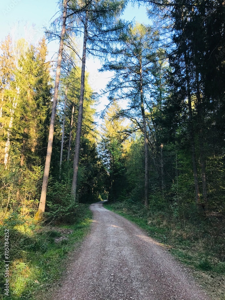 Fototapeta premium cool early summer time in the green forest