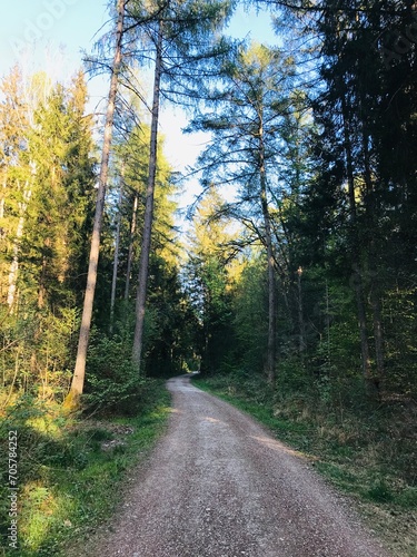 cool early summer time in the green forest