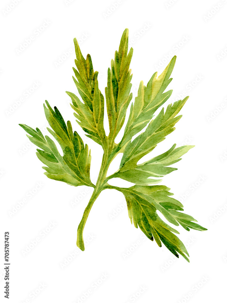 Botanical watercolor illustration of green leaf. Botanical watercolor illustration of green leaf.