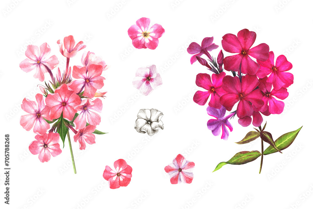 Watercolor set illustration of  flowers and bud white, pink, coral phlox in botanical style. Gardening flowers on a white background. Drawing for postcards, stickers, scrapbooking, posters, prints