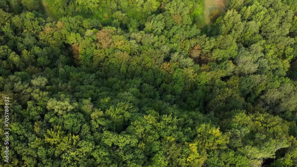 Aerial view of a hill with a forest Aerial view of a hill with a forest