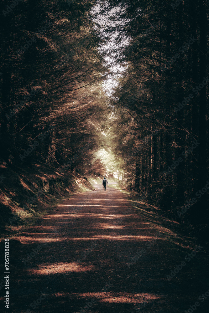 Obraz premium Walking in the woods