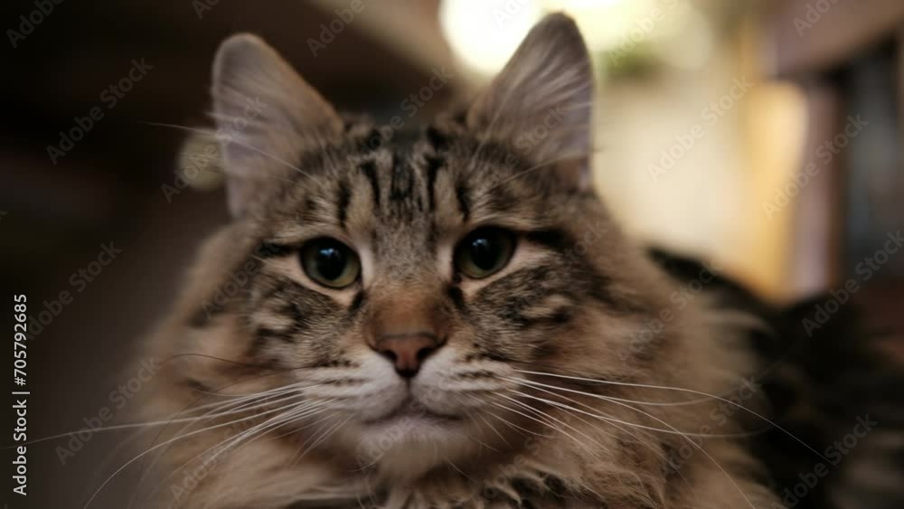 The cat looks from side to side. Big Fluffy beautiful domestic cat. Kurilian Bobtail breed. Close-up portrait, home interior. Cute purebred long haired kitty, 4K The cat looks from side to side. Big Fluffy beautiful domestic cat. Kurilian Bobtail breed. Close-up portrait, home interior. Cute purebred long haired kitty, 4K