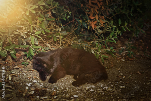 A homeless black cat sleeps in the sun in the shade under a bush.