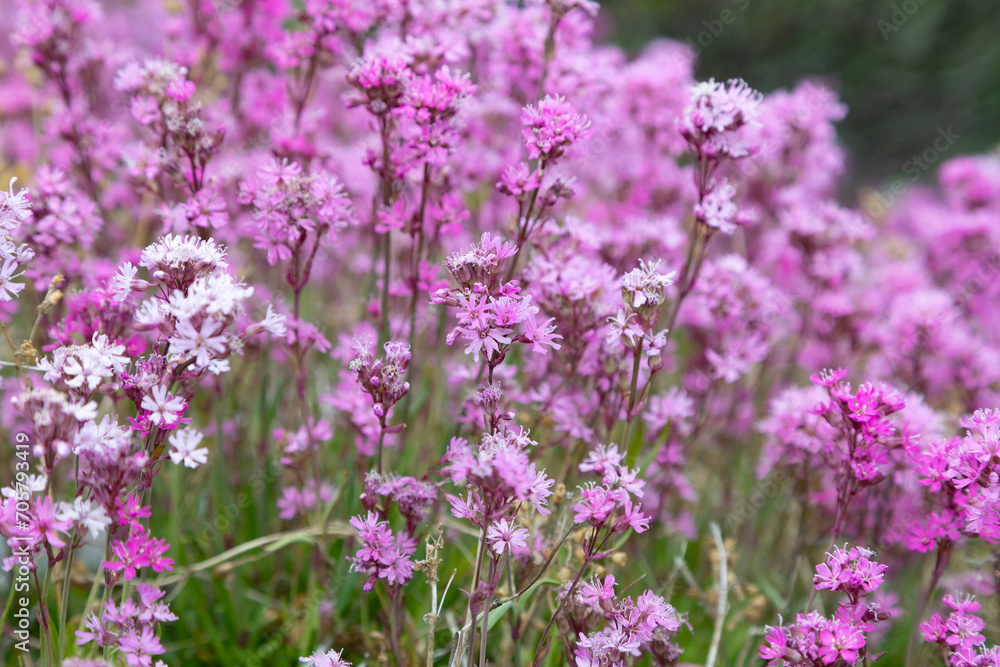 Blooming sticky catchfly or Viscaria vulgaris as background for design Blooming sticky catchfly or Viscaria vulgaris as background for design