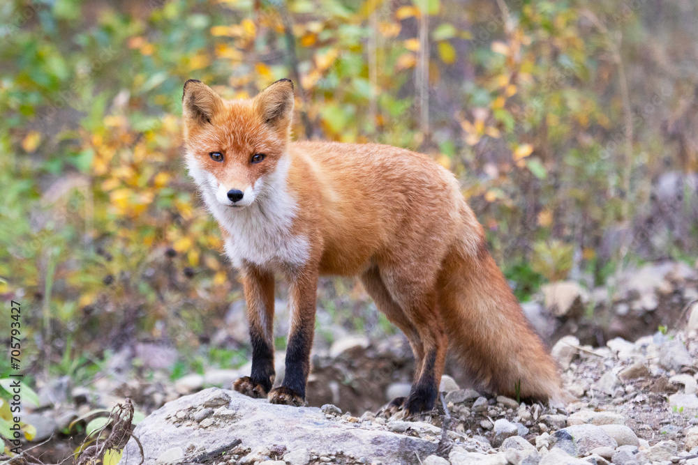 Young red fox sitting on the road