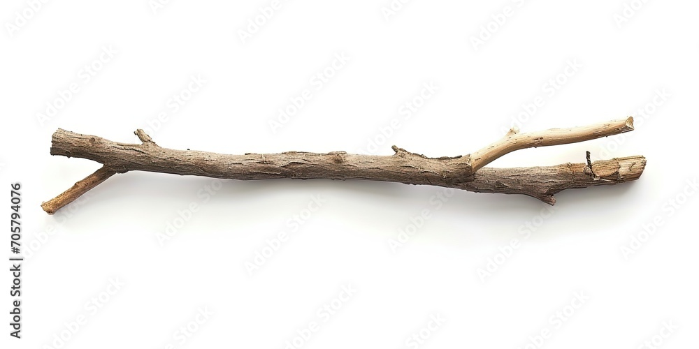 branch isolated on white